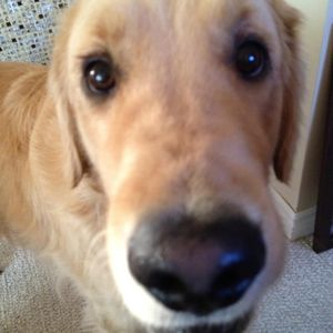 Meet your Posher, Angelique